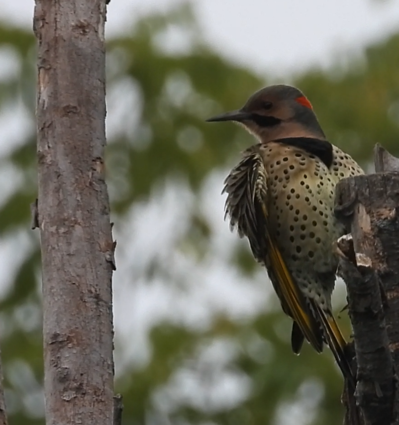 Northern Flicker - ML642372359