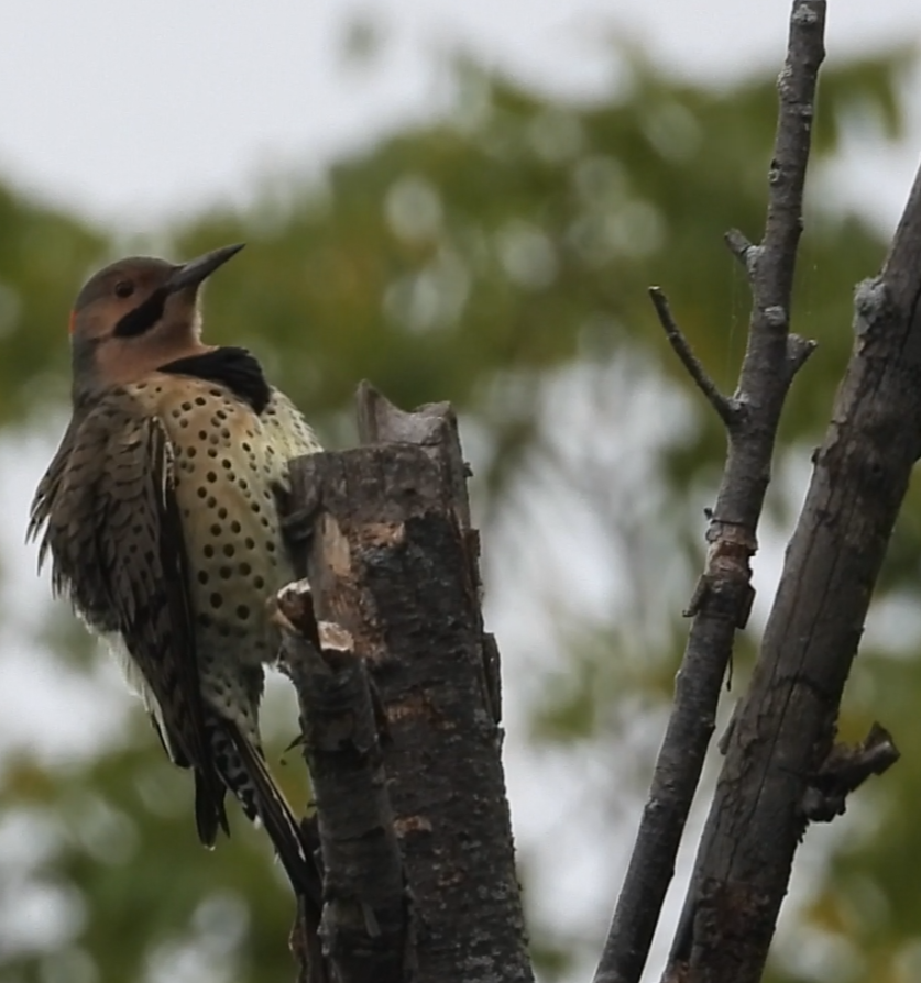 Northern Flicker - ML642372360