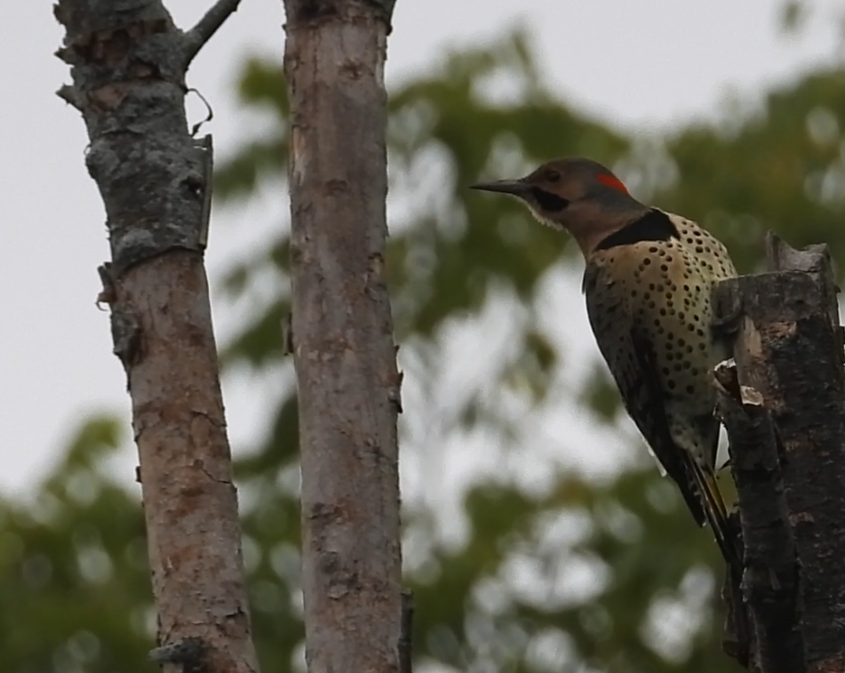 Northern Flicker - ML642372361