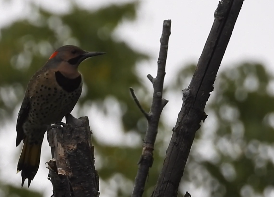 Northern Flicker - ML642372362
