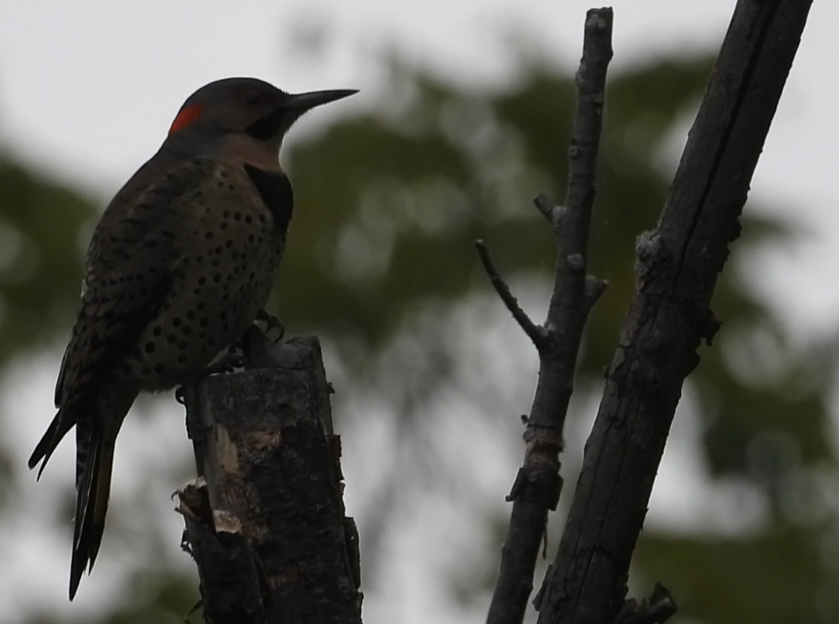 Northern Flicker - ML642372363