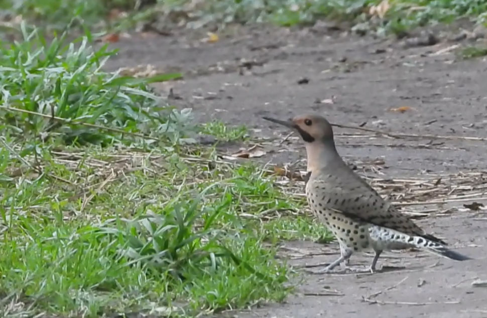 Northern Flicker - ML642372364