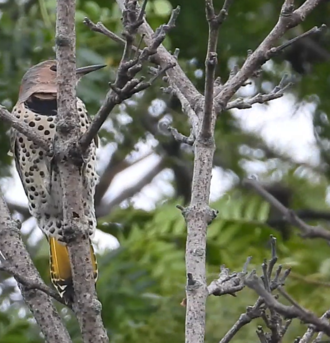 Northern Flicker - ML642372375