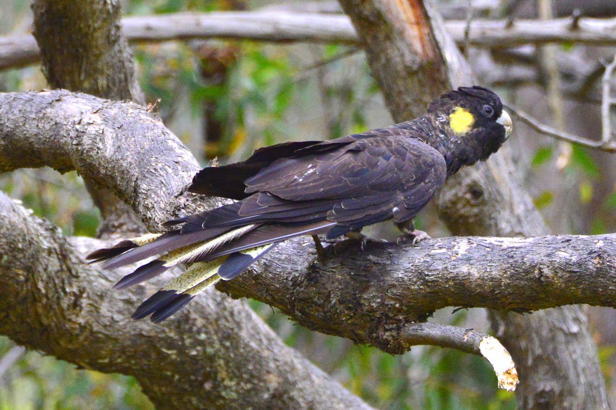 Yellow-tailed Black-Cockatoo - ML642372410