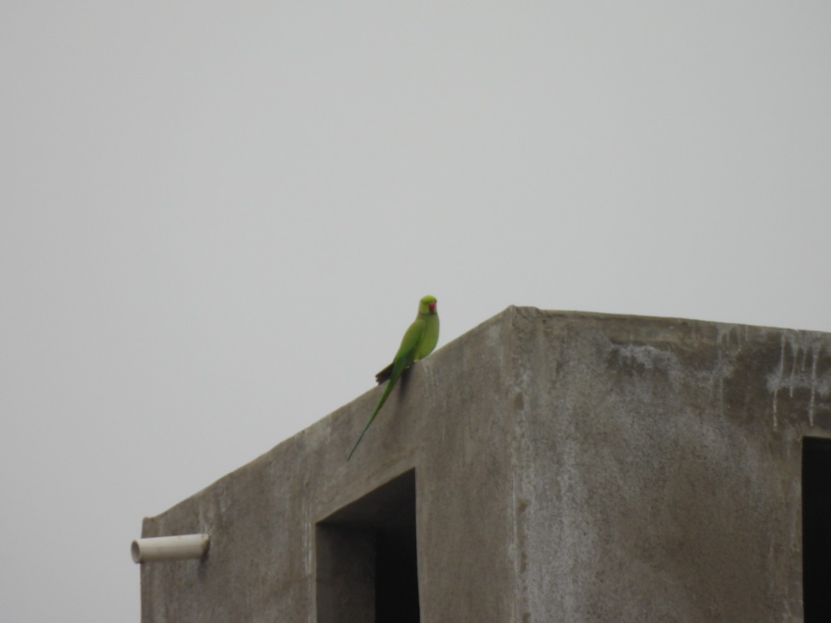Rose-ringed Parakeet - ML642372447