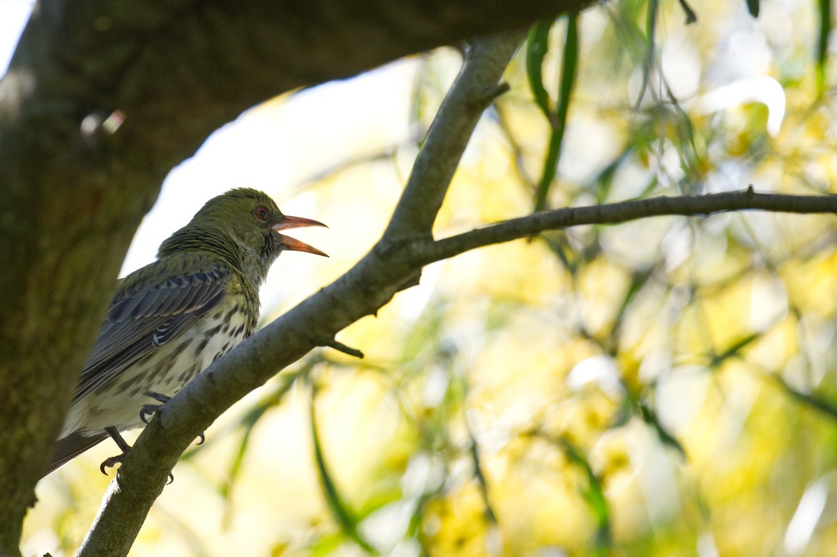Olive-backed Oriole - ML642372454