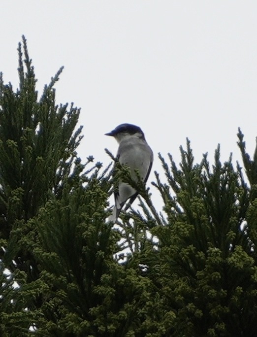 Ryukyu Minivet - ML642372455