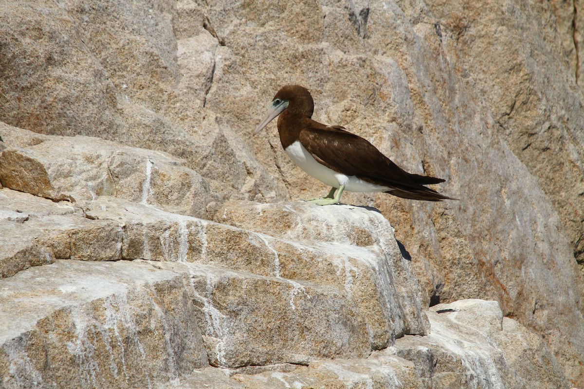 Brown Booby - Jason Duxbury