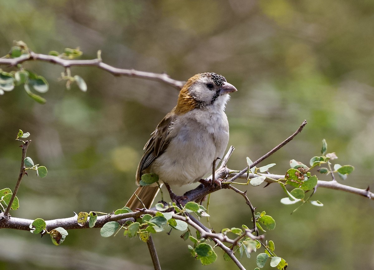 Speckle-fronted Weaver - ML642372524