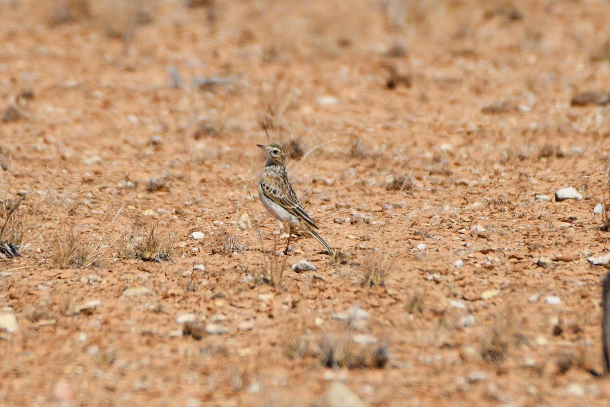 Australian Pipit - ML642372526
