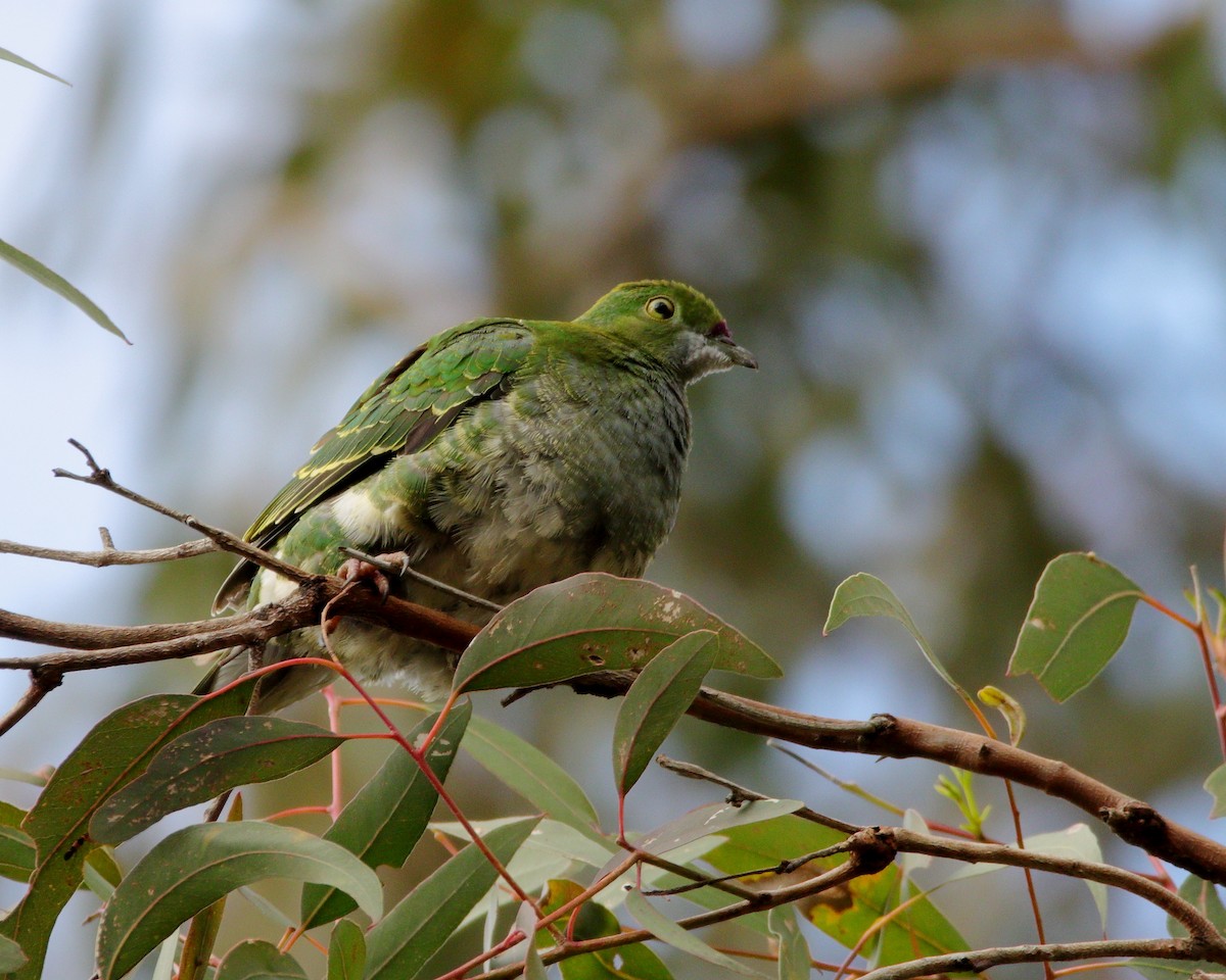 Ptilope superbe - ML642372539