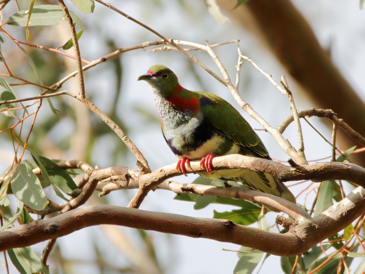 Ptilope superbe - ML642372540