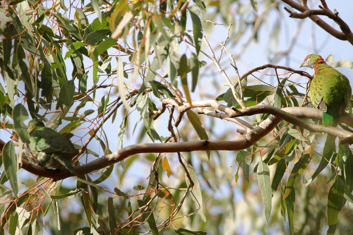 Superb Fruit-Dove - ML642372541