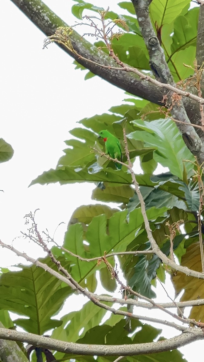 Blue-crowned Hanging-Parrot - ML642372543