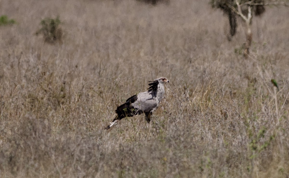 Secretarybird - ML642372551