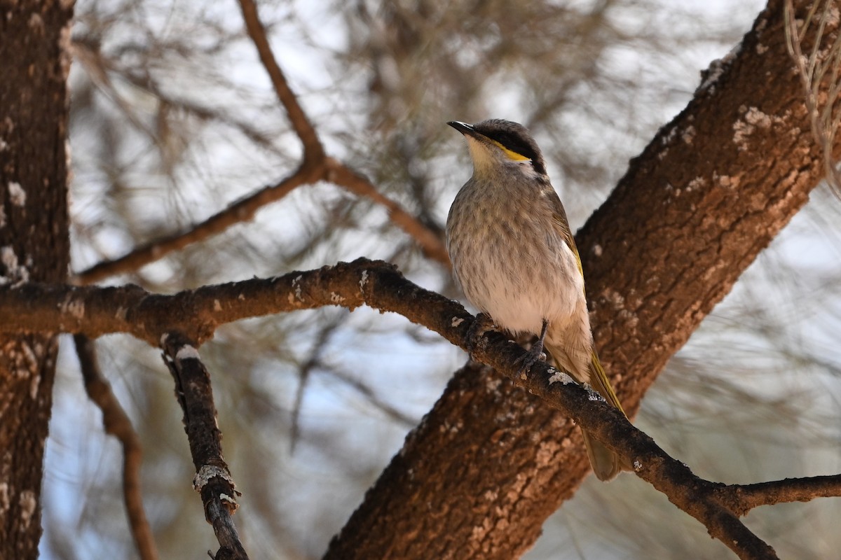 Singing Honeyeater - ML642372555