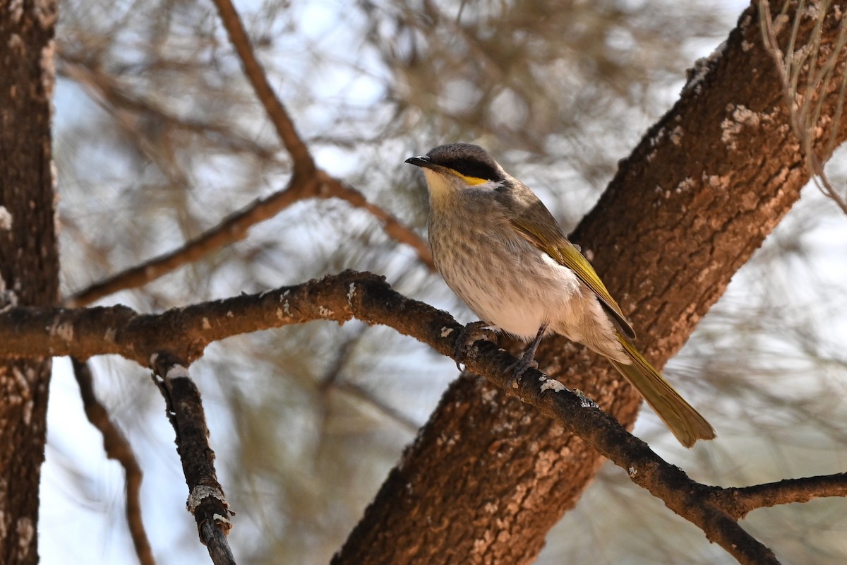 Singing Honeyeater - ML642372556
