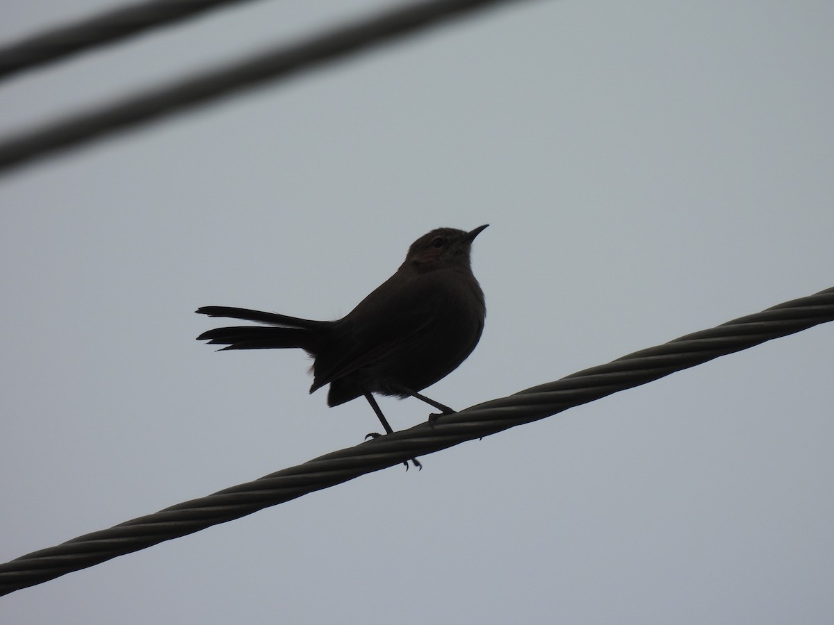 Indian Robin - ML642372563