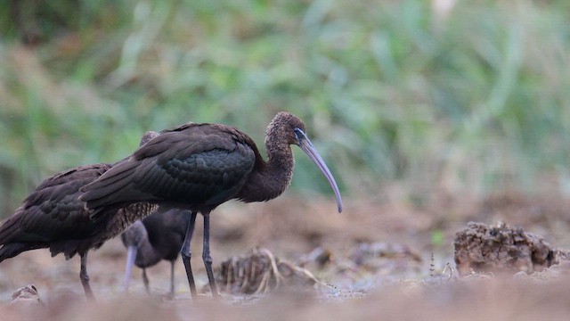 Glossy Ibis - ML642372571