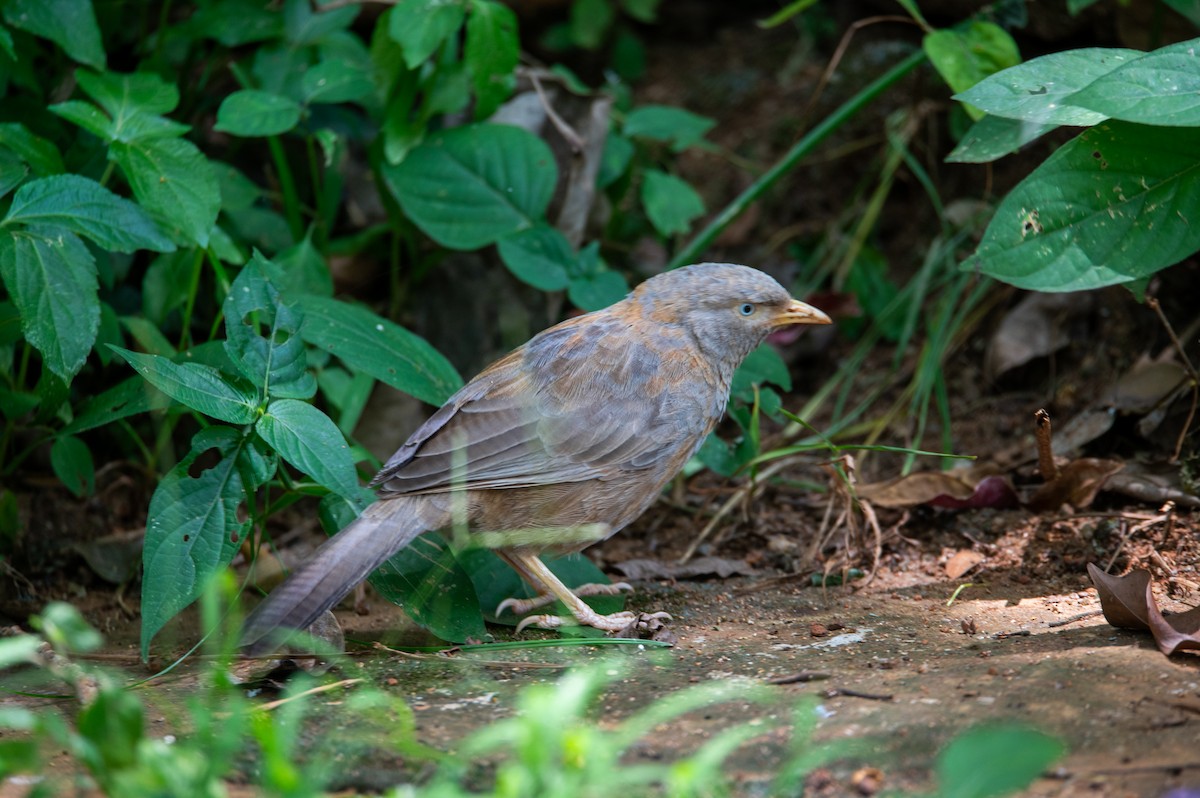 Yellow-billed Babbler - ML642372573