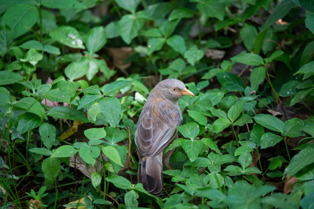 Yellow-billed Babbler - ML642372574