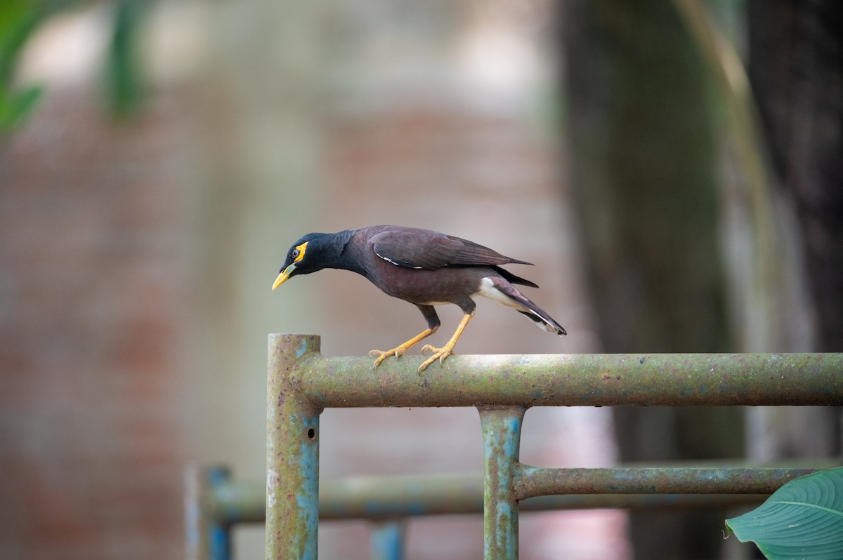 Common Myna - ML642372578