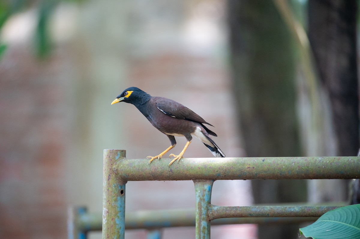 Common Myna - ML642372579