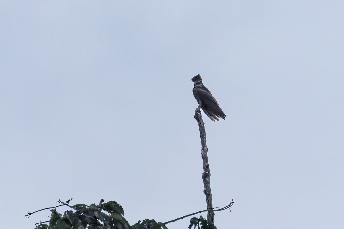 Great Eared-Nightjar - ML642372580