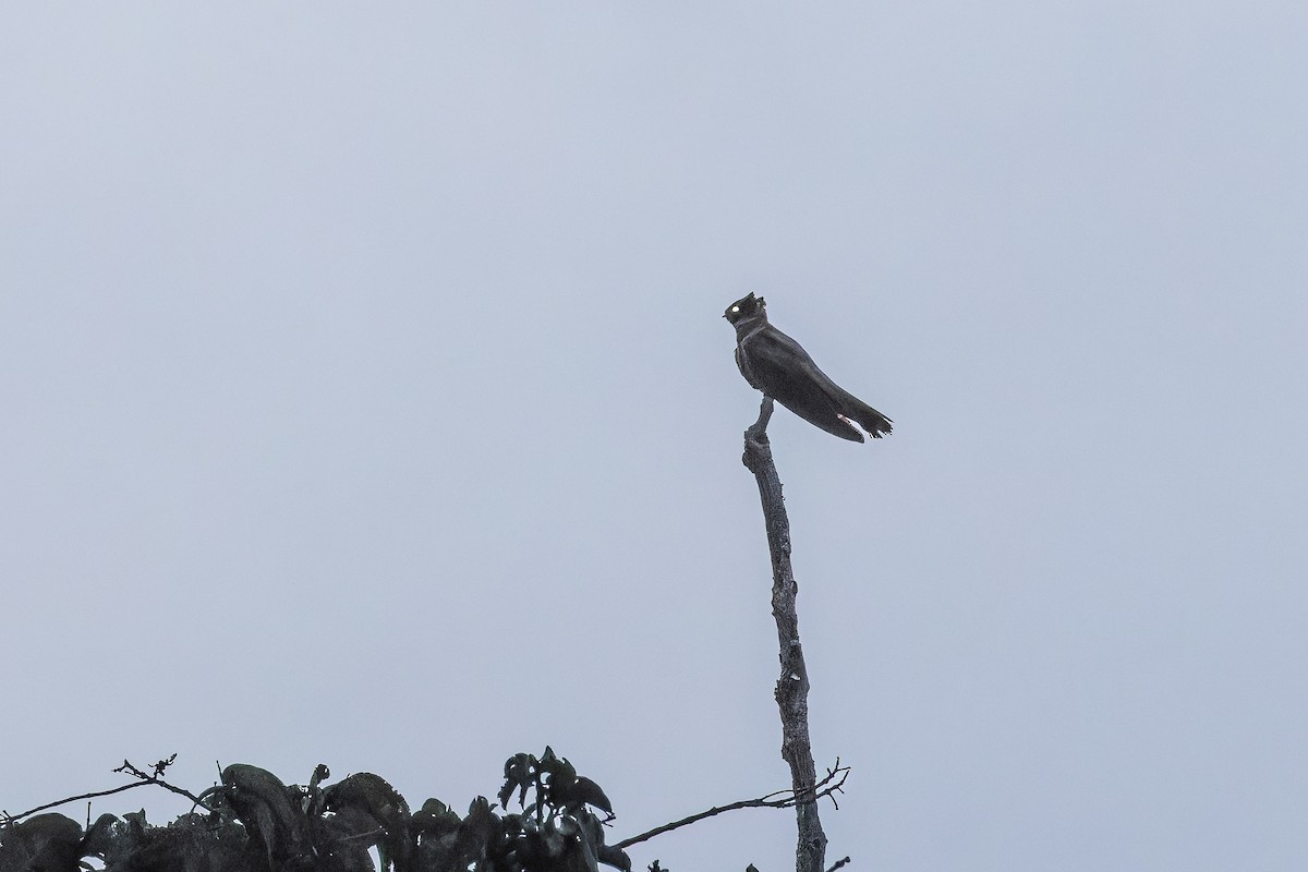 Great Eared-Nightjar - ML642372581