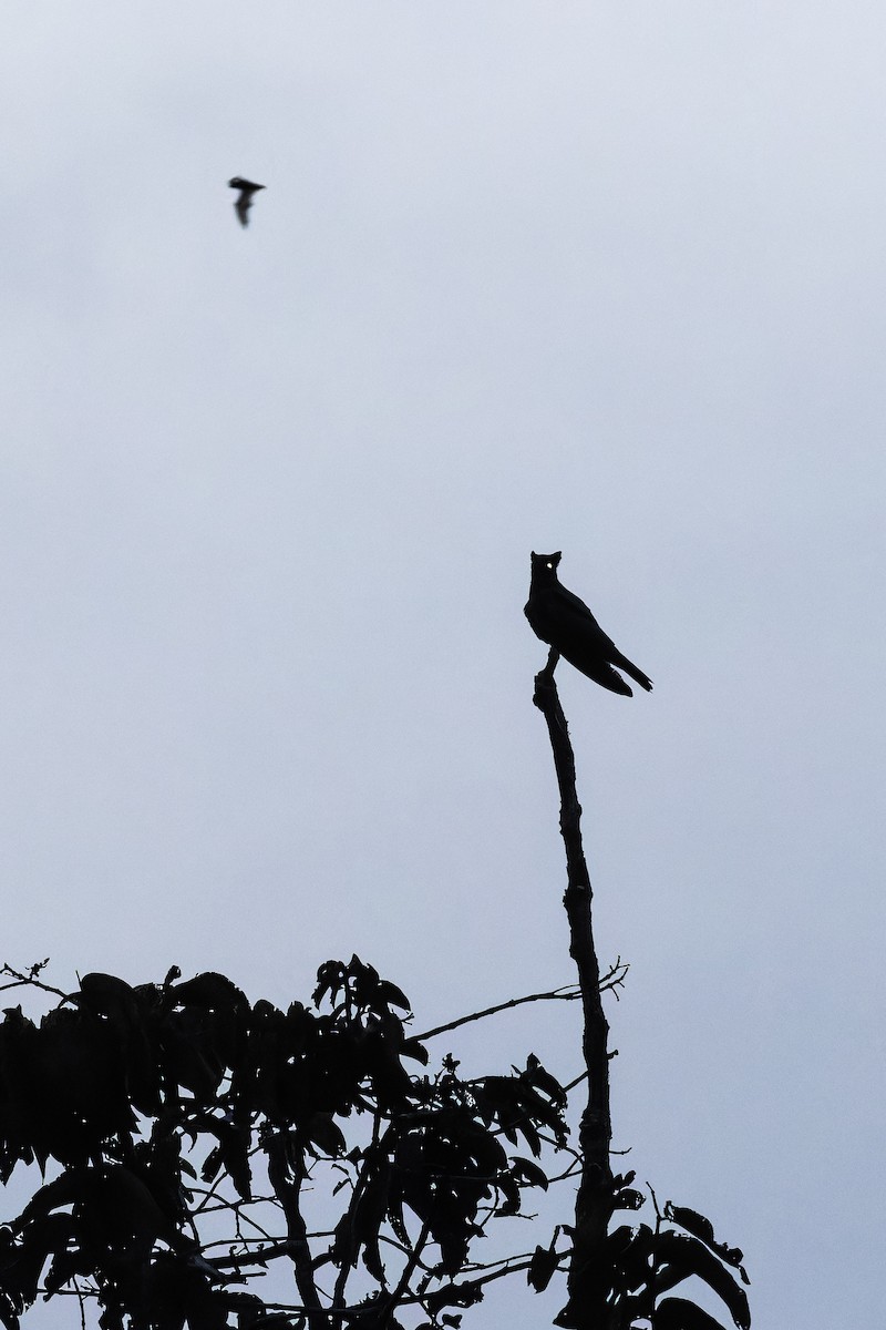 Great Eared-Nightjar - ML642372583