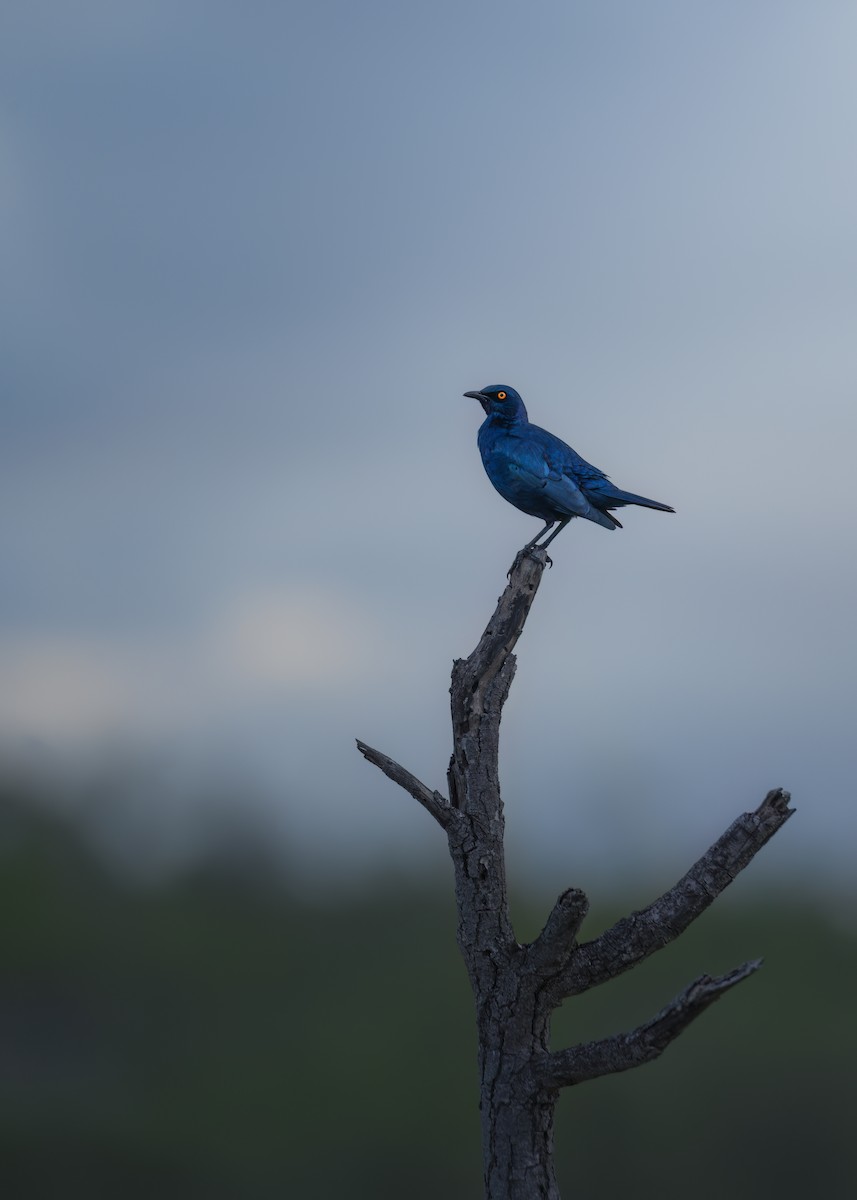 Cape Starling - ML642372589