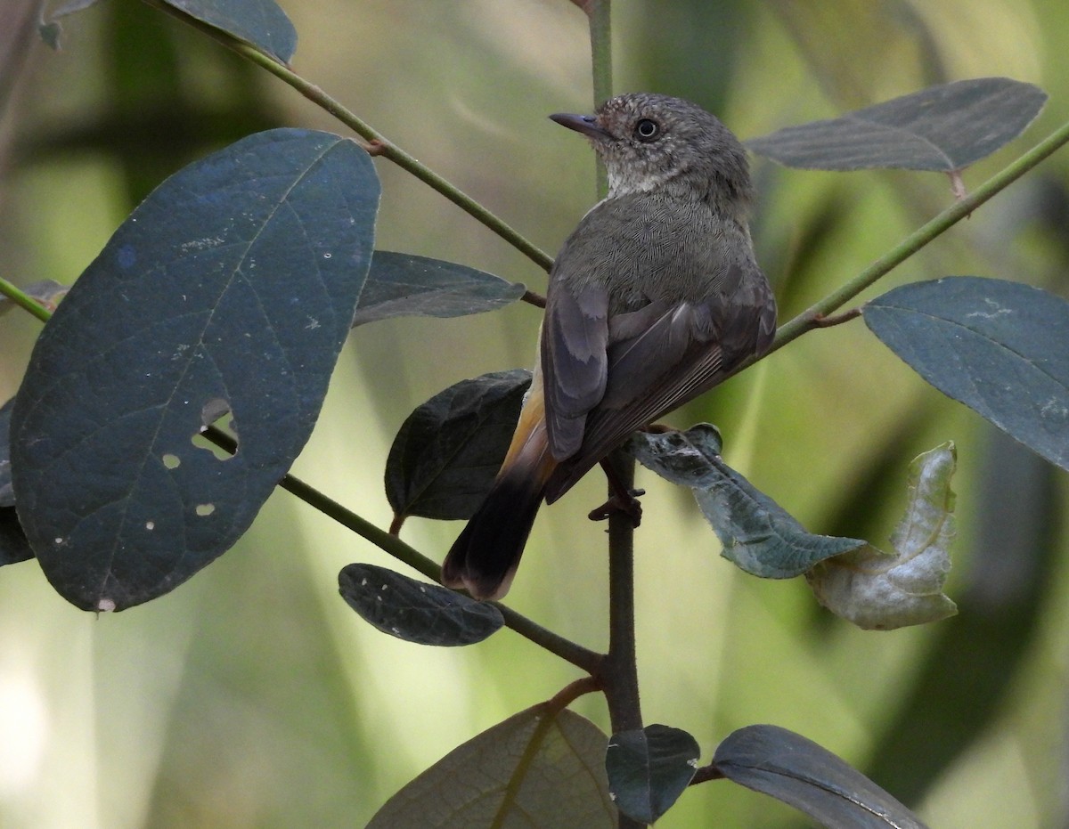 Buff-rumped Thornbill - ML642372621