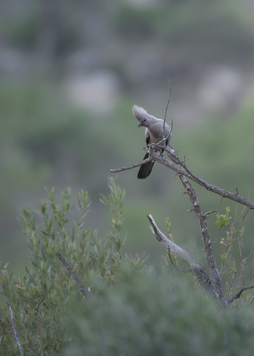 Gray Go-away-bird - ML642372628