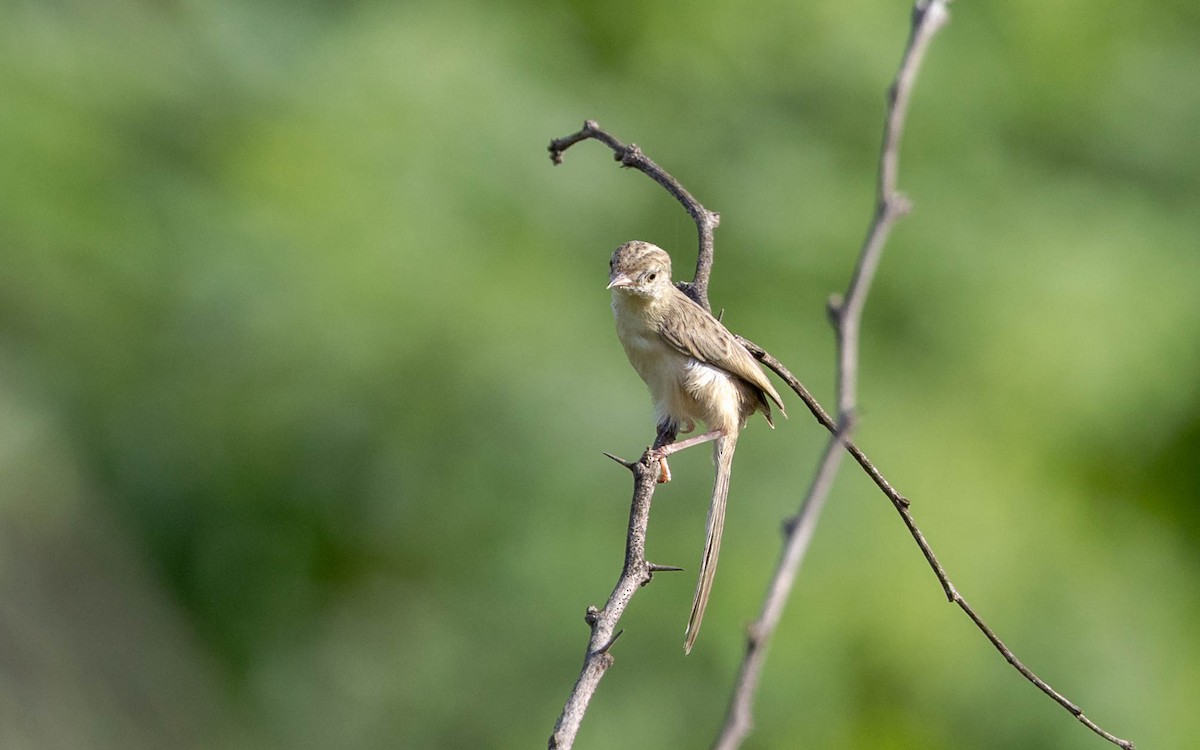 Prinia fina - ML642372634