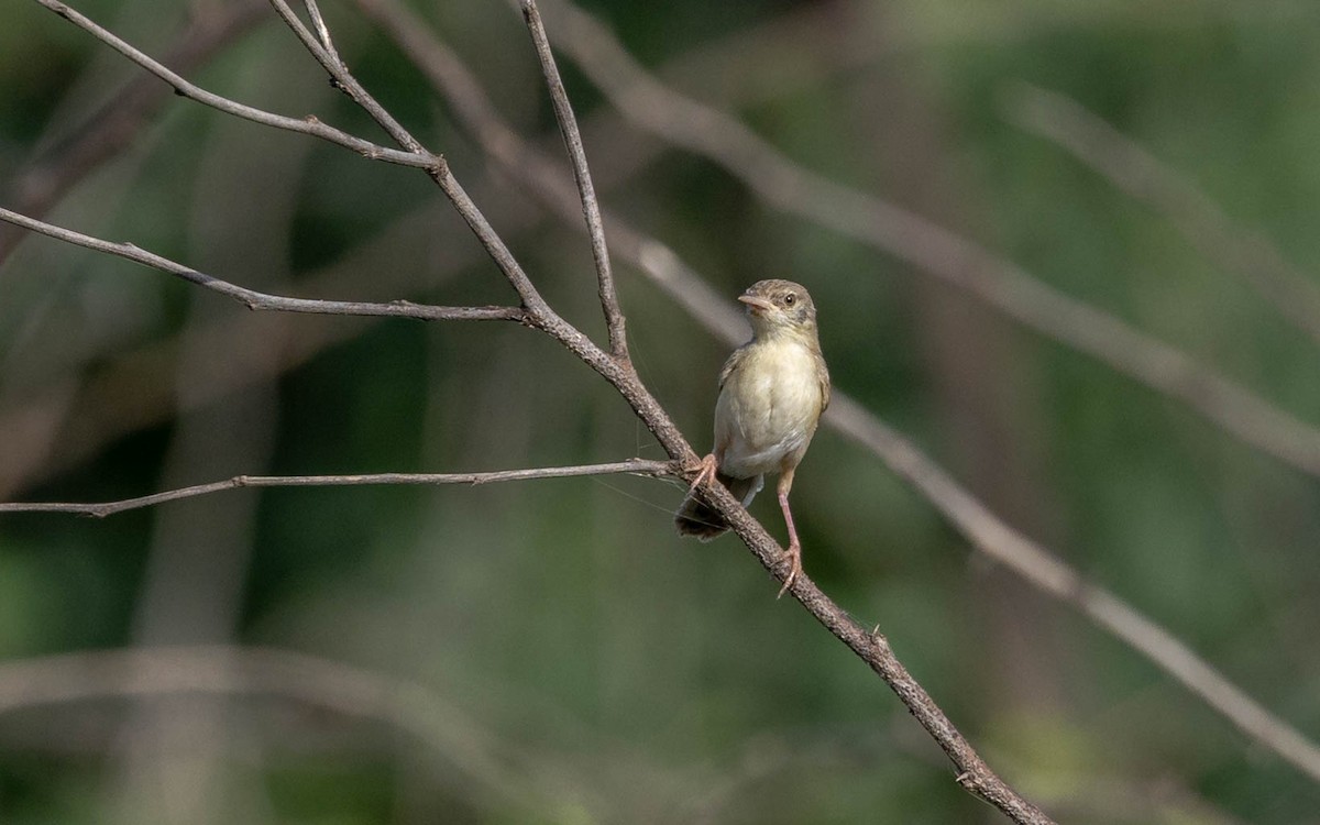 Prinia fina - ML642372635