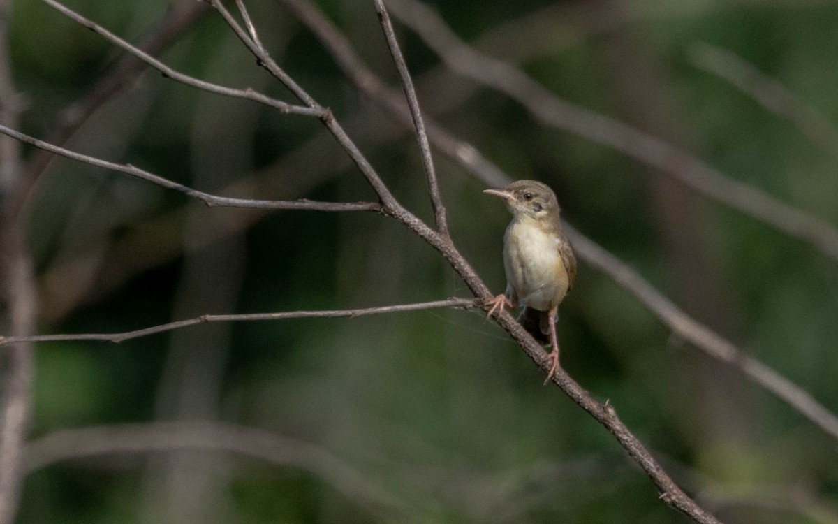 Prinia fina - ML642372636