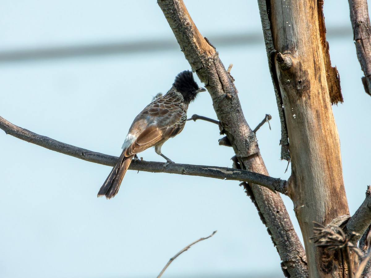 Bulbul ipurgorria - ML642372638