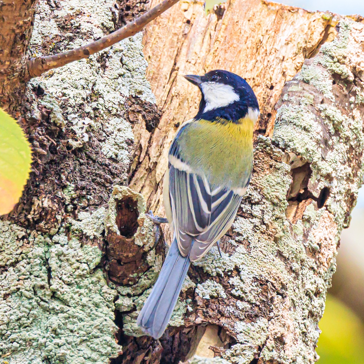 Asian Tit - ML642372641