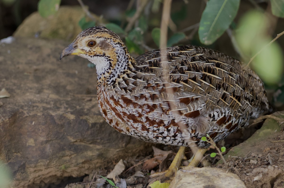Shelley's Francolin - ML642372642