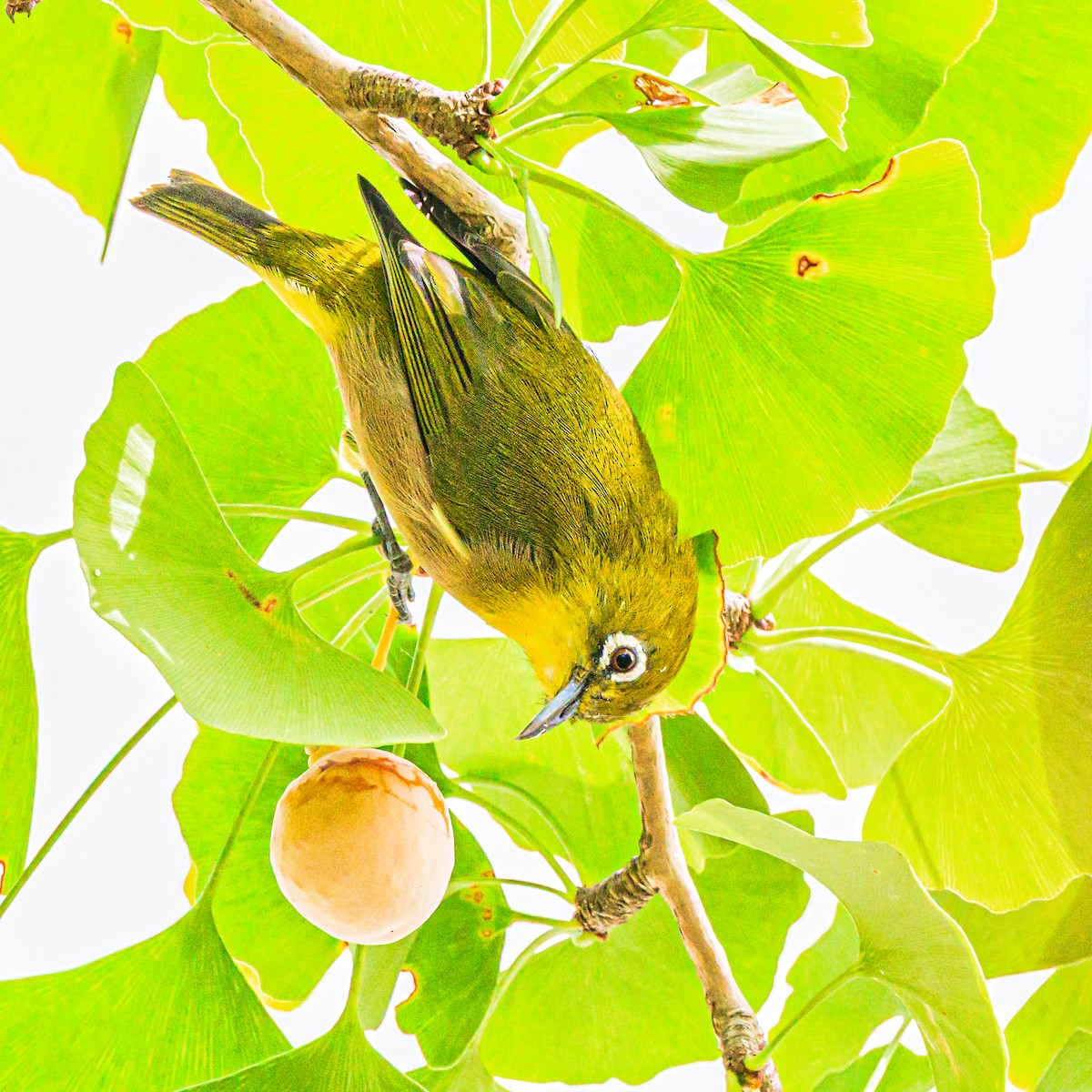 Warbling White-eye - ML642372645