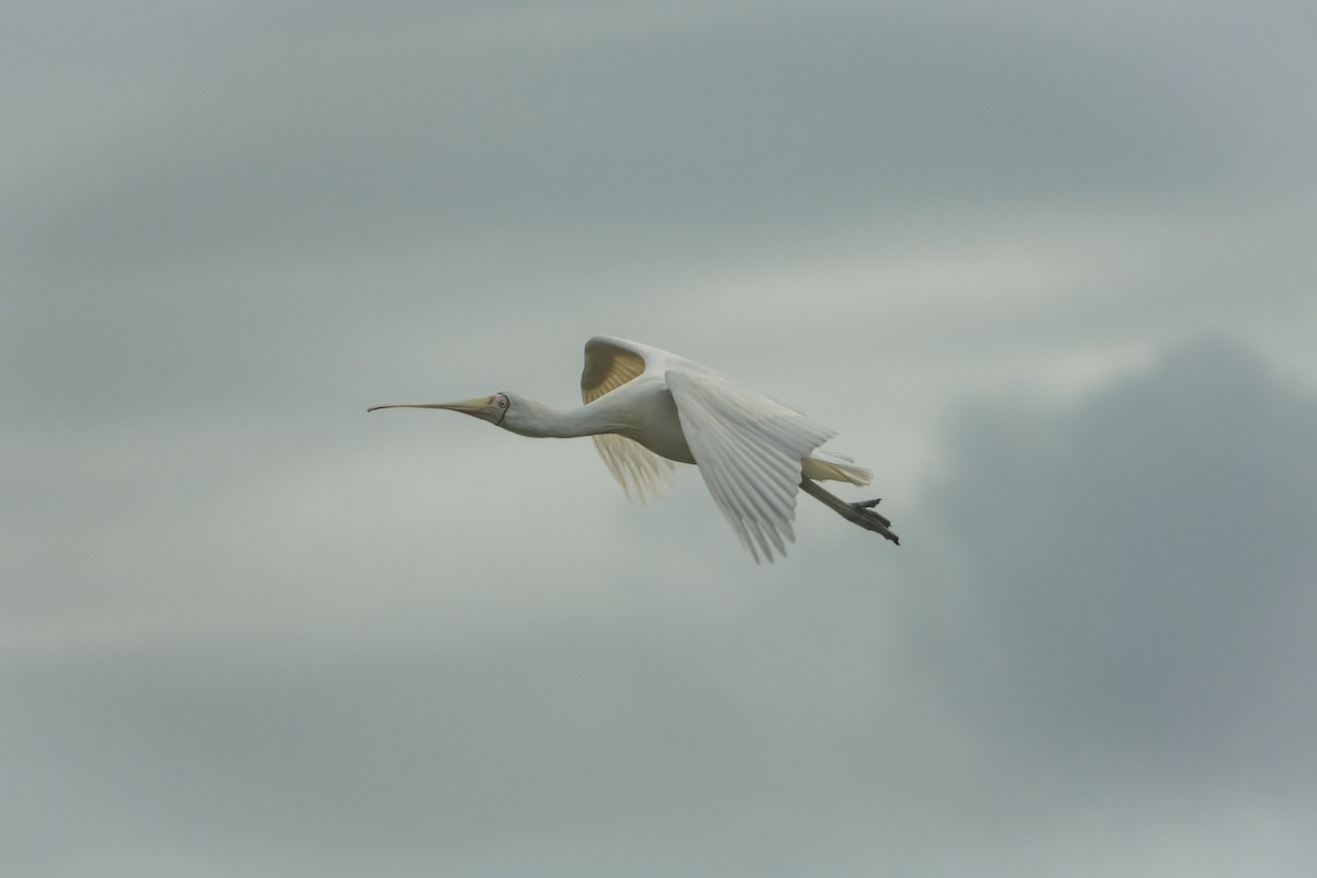 Yellow-billed Spoonbill - ML642372647