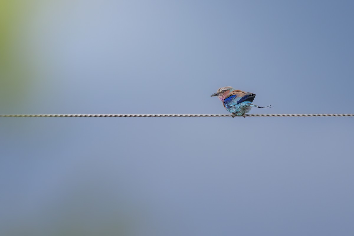 Lilac-breasted Roller - ML642372648