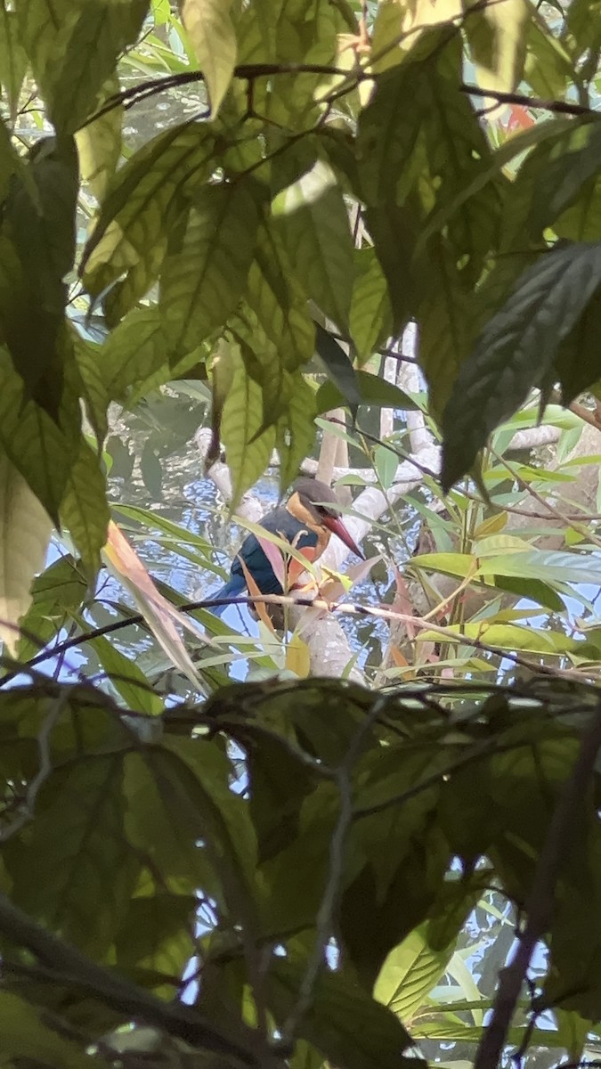 Stork-billed Kingfisher - ML642372649