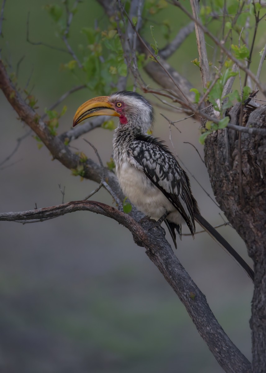 Southern Yellow-billed Hornbill - ML642372683