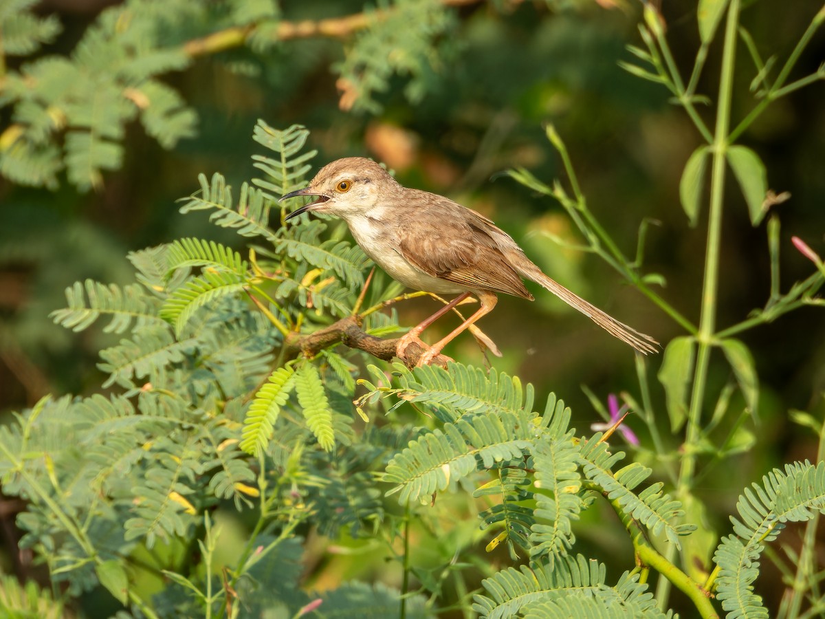 Prinia Sencilla - ML642372692