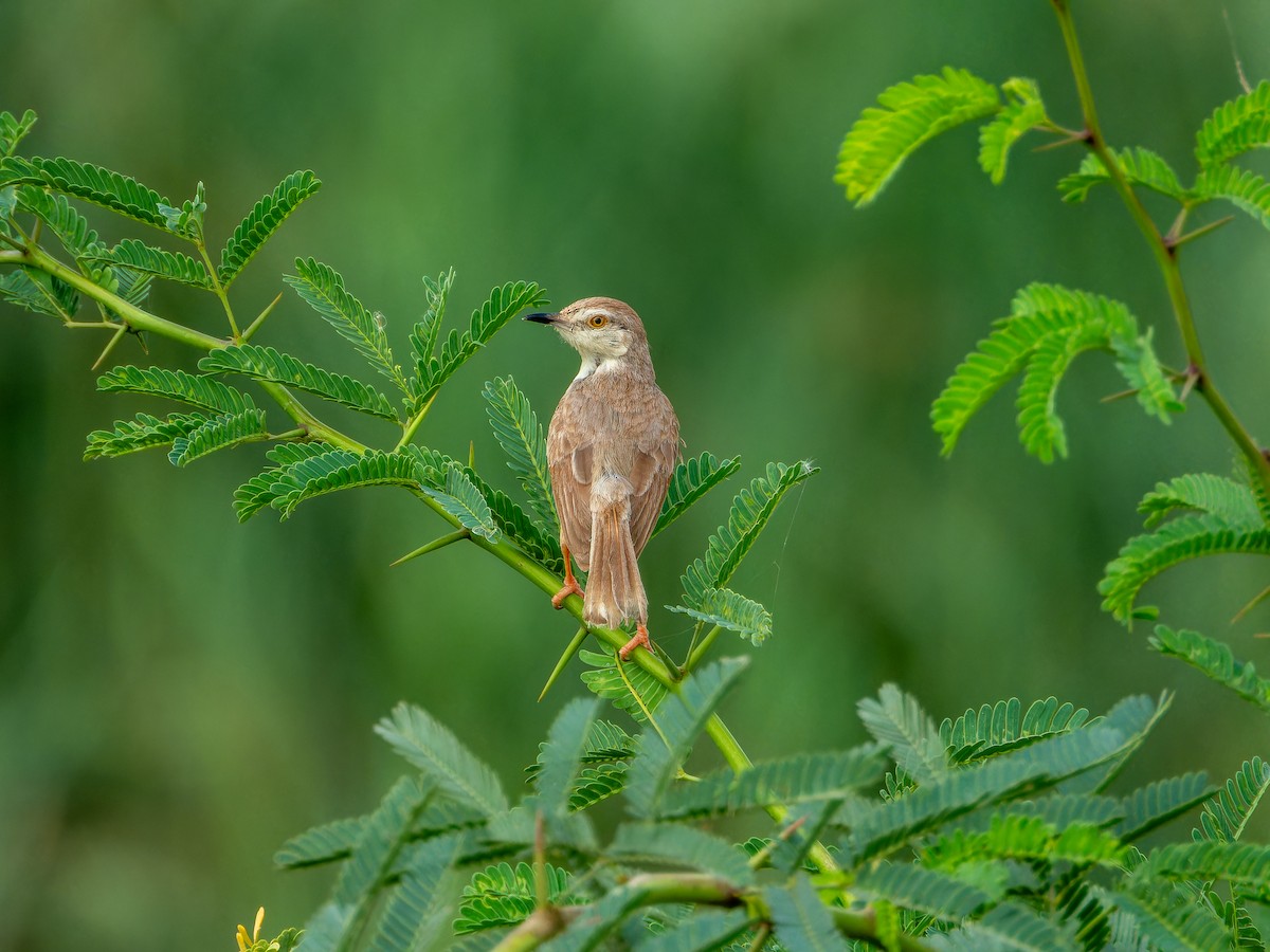 Prinia Sencilla - ML642372693