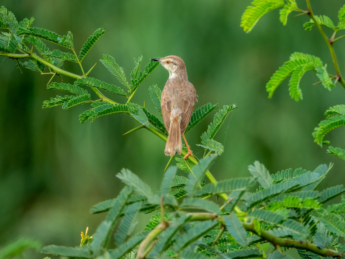 Prinia Sencilla - ML642372694