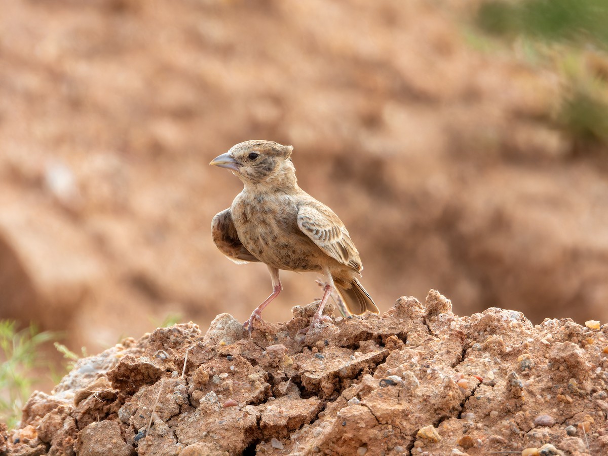 Terrera Coronigrís - ML642372696