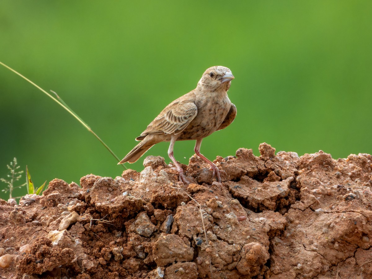 Terrera Coronigrís - ML642372697