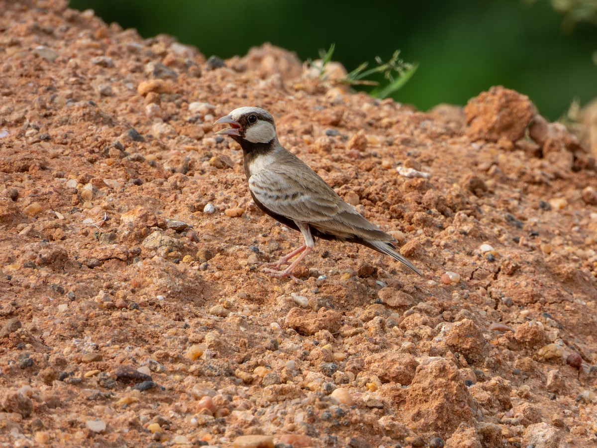 Terrera Coronigrís - ML642372698